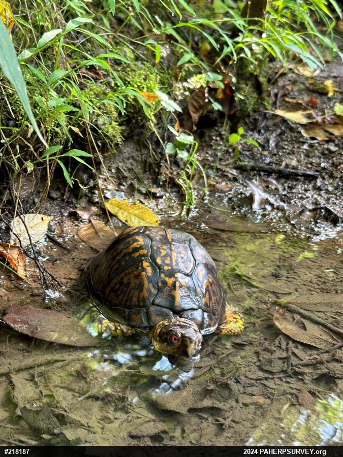 Eastern Box Turtle