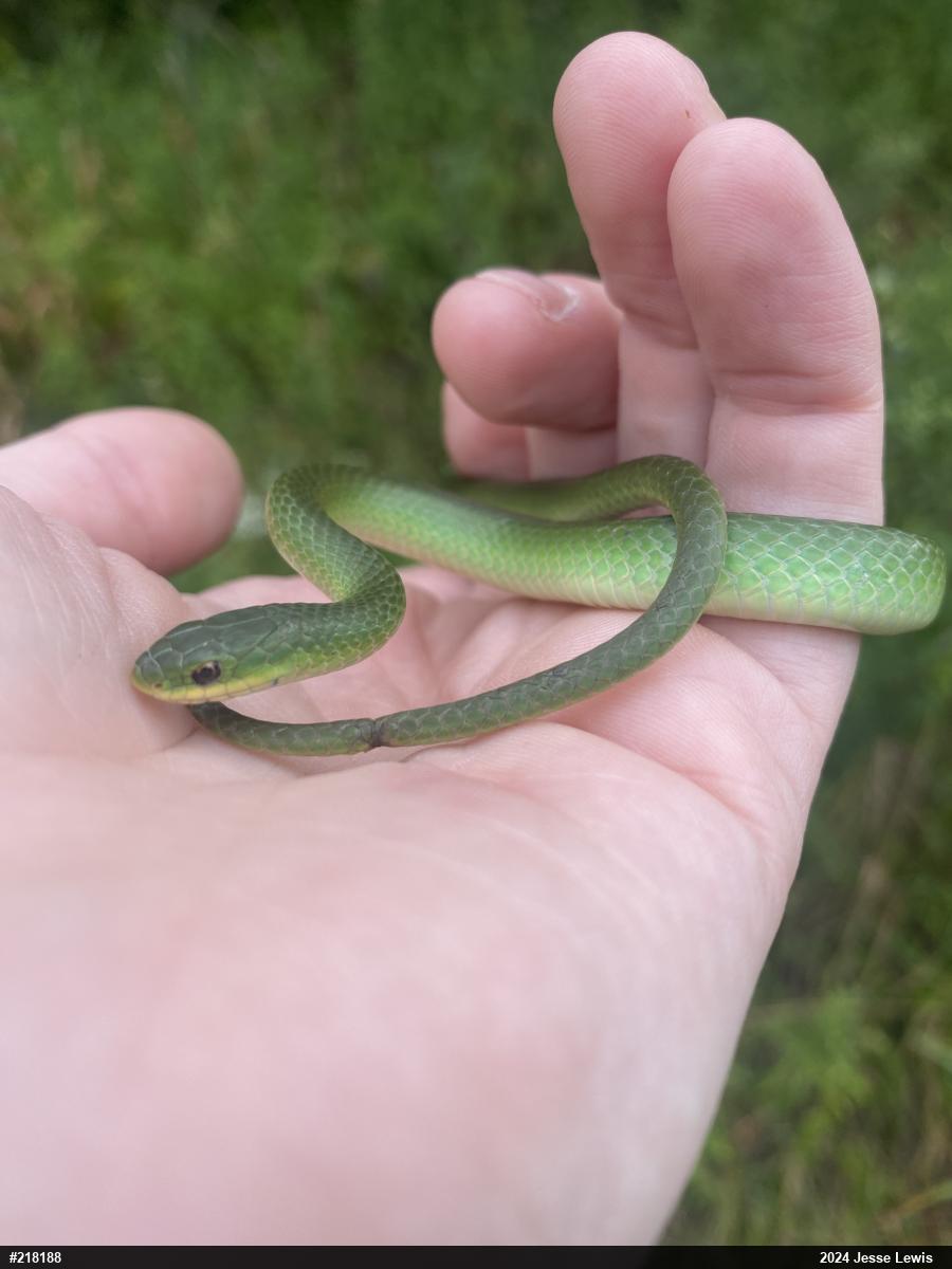 Smooth Greensnake