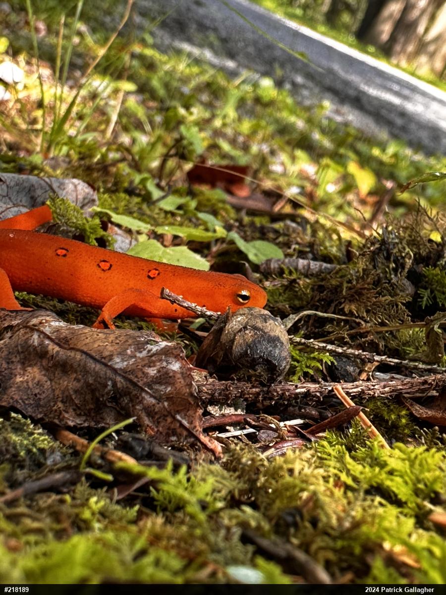 Red-spotted Newt