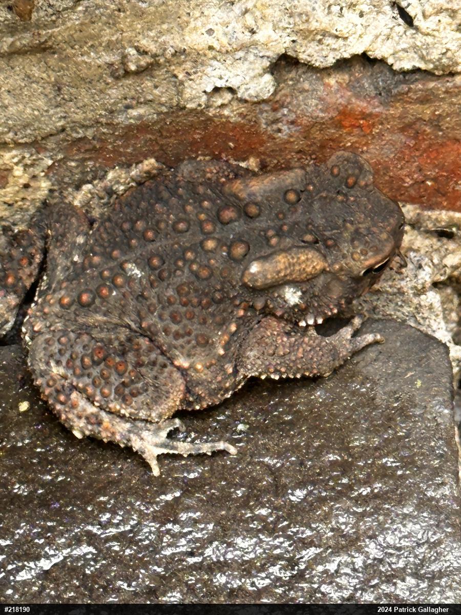 Eastern American Toad