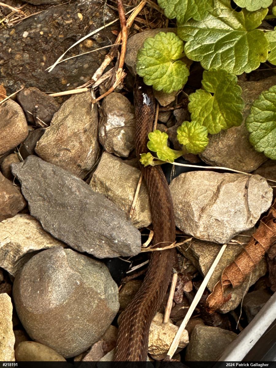 Eastern Gartersnake