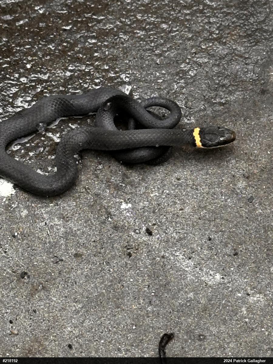 Northern Ring-necked Snake