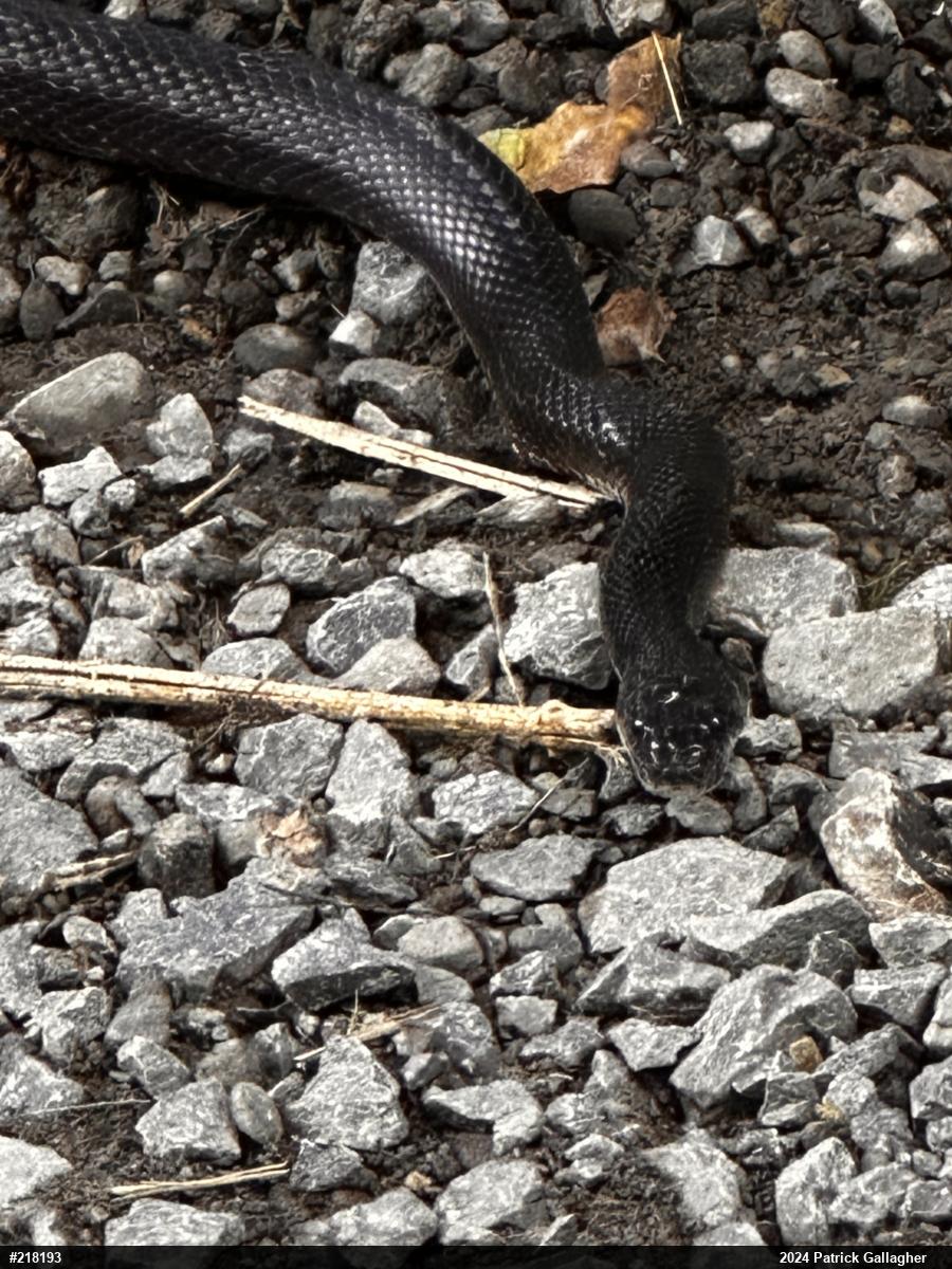 Eastern Ratsnake