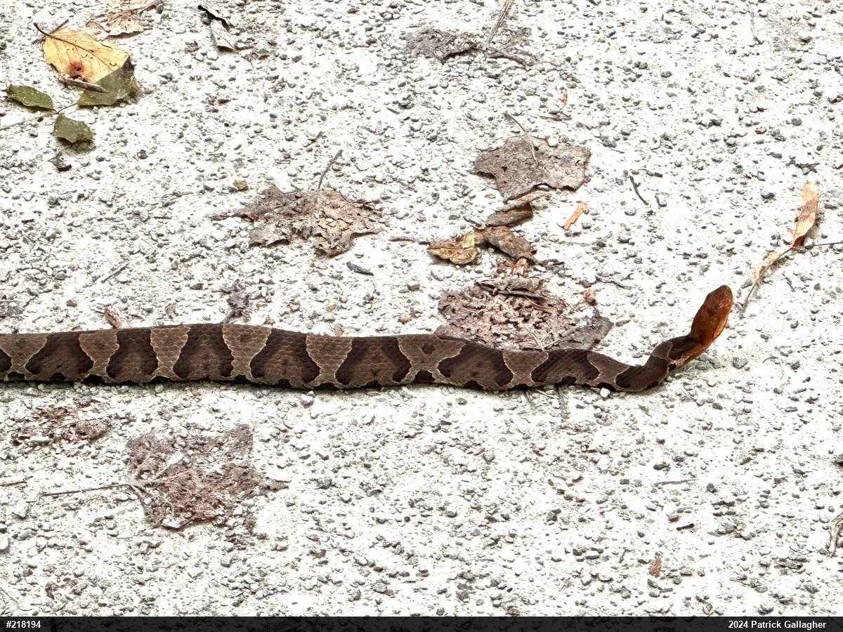 Northern Copperhead