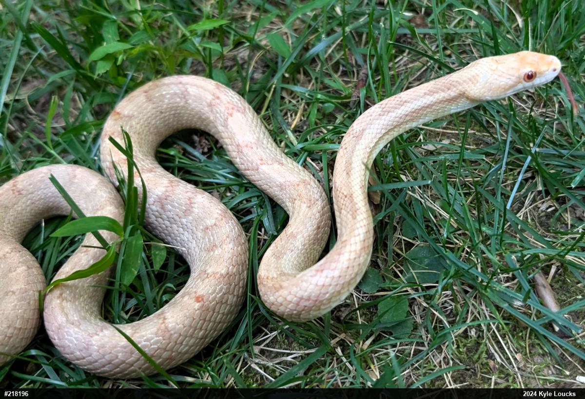 Eastern Ratsnake