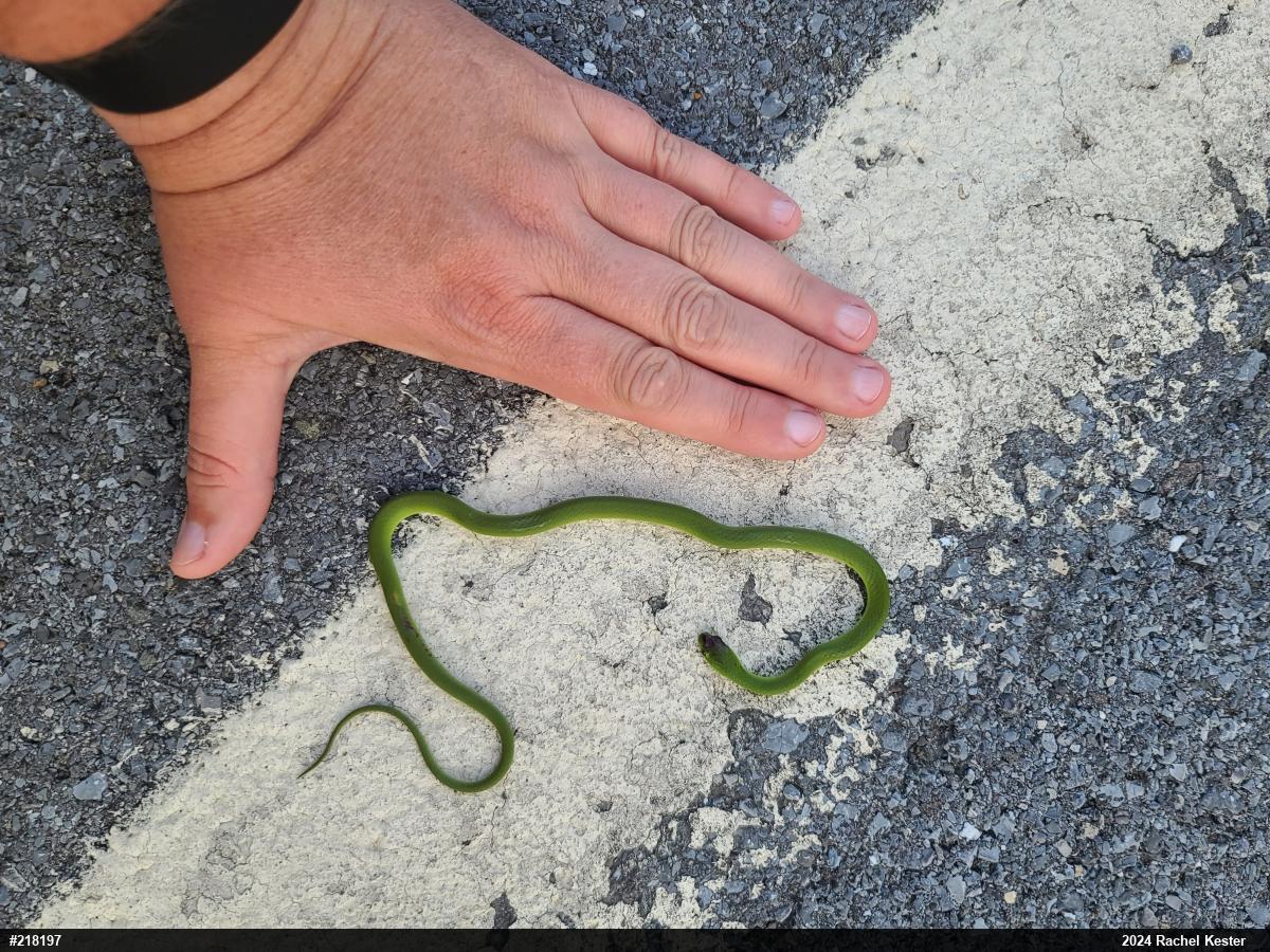 Smooth Greensnake