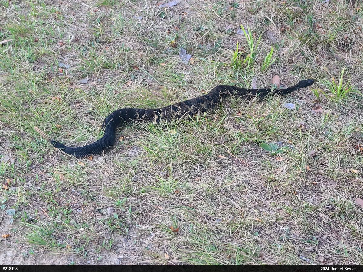 Timber Rattlesnake