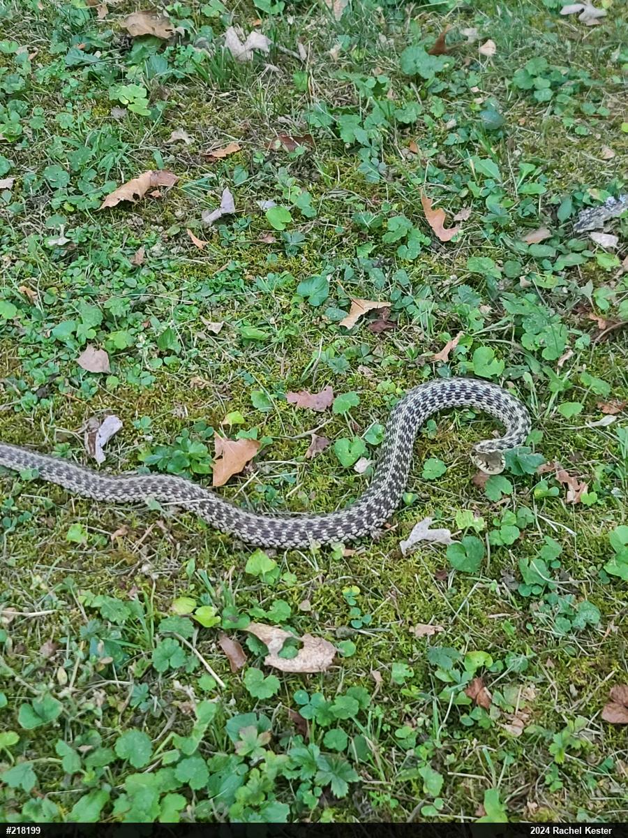 Eastern Gartersnake