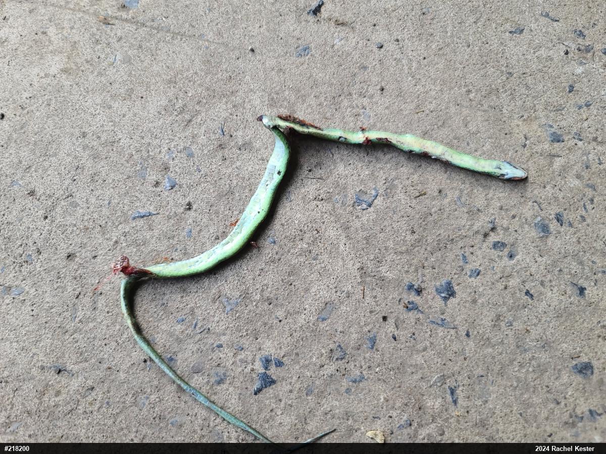 Smooth Greensnake