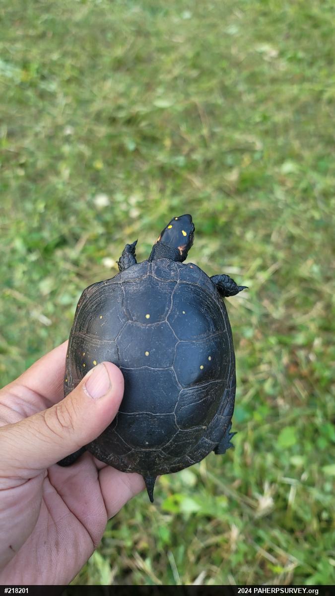 Spotted Turtle