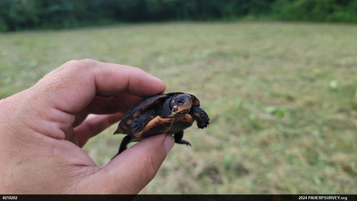 Spotted Turtle