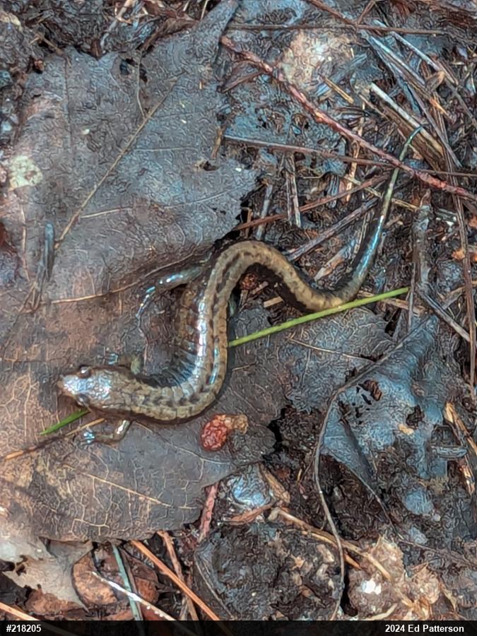 Allegheny Mountain Dusky Salamander