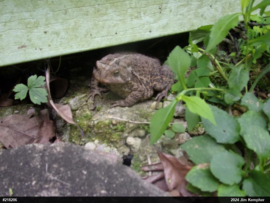 Eastern American Toad