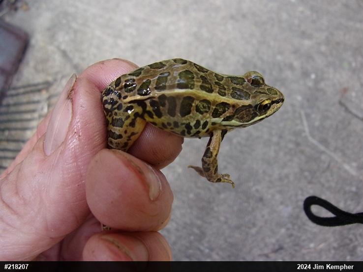 Pickerel Frog