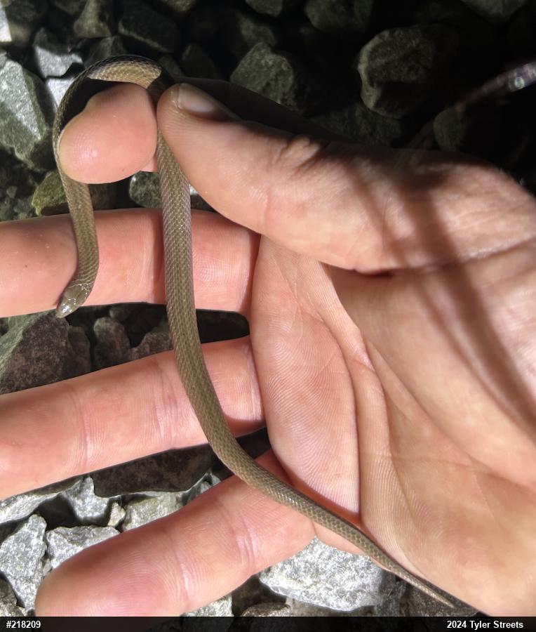 Mountain Earthsnake