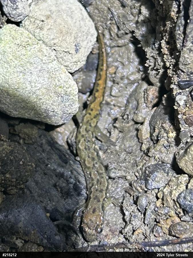 Northern Dusky Salamander