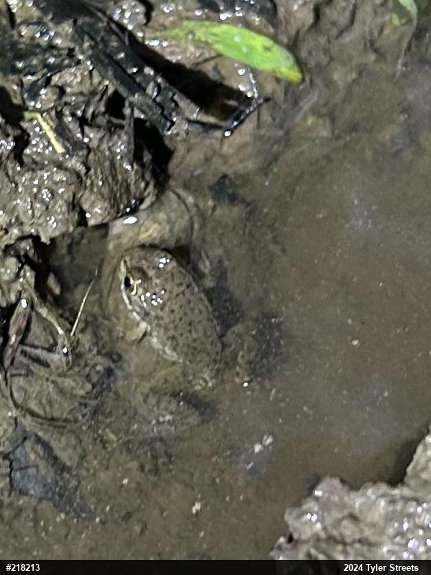 Green Frog