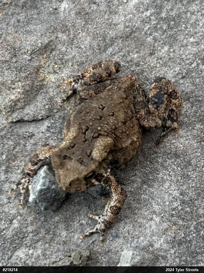 Eastern American Toad