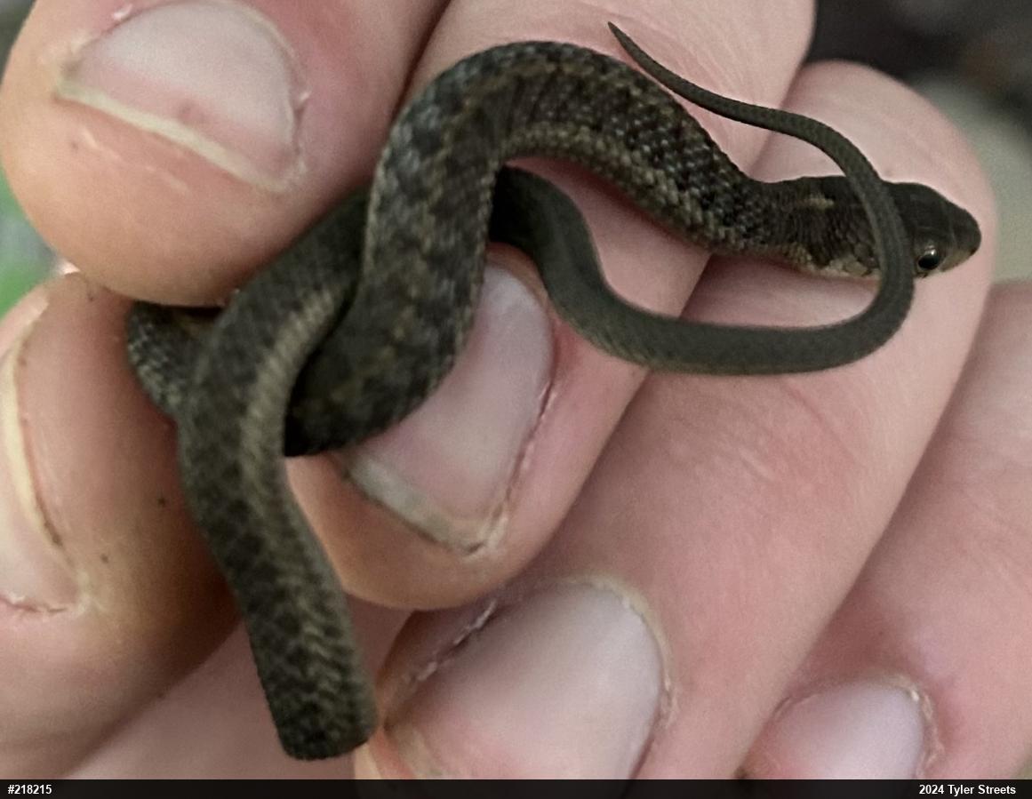 Eastern Gartersnake