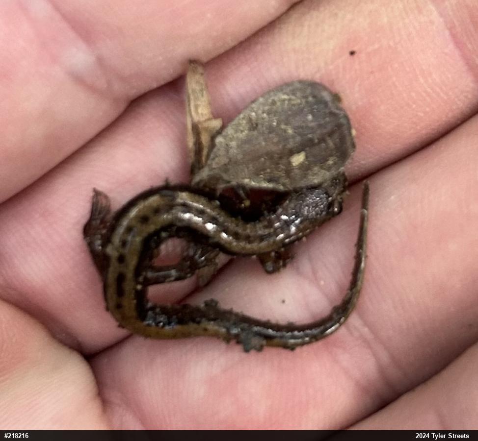 Allegheny Mountain Dusky Salamander