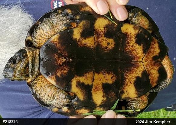 Wood Turtle