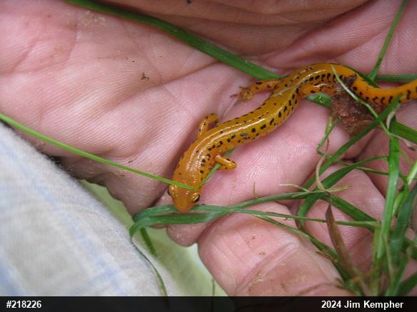 Eastern Long-tailed Salamander