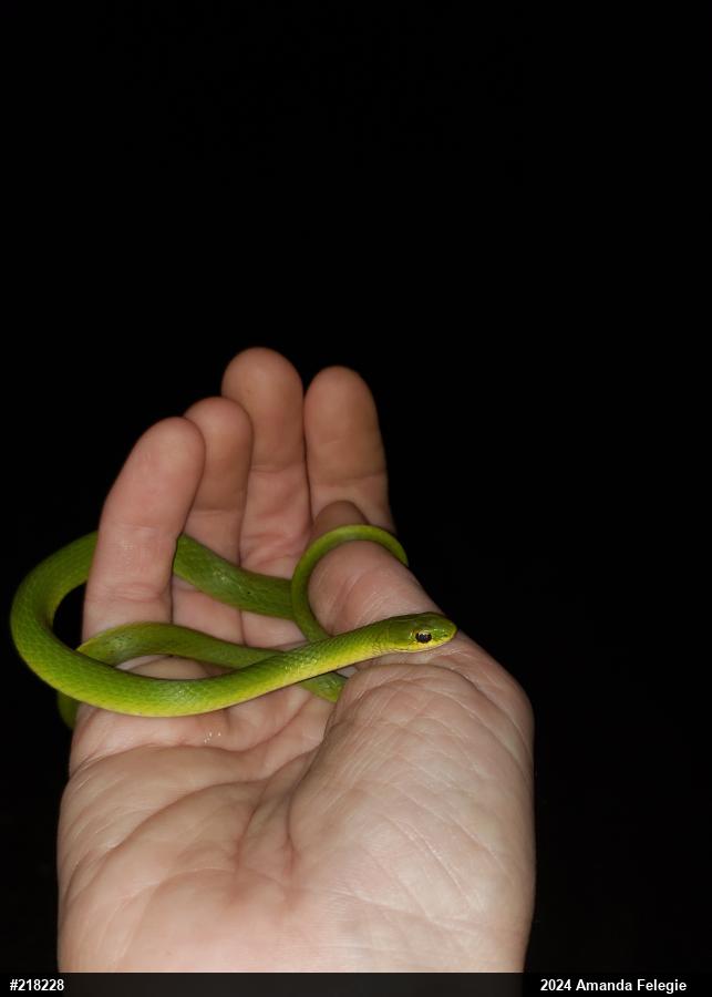 Smooth Greensnake