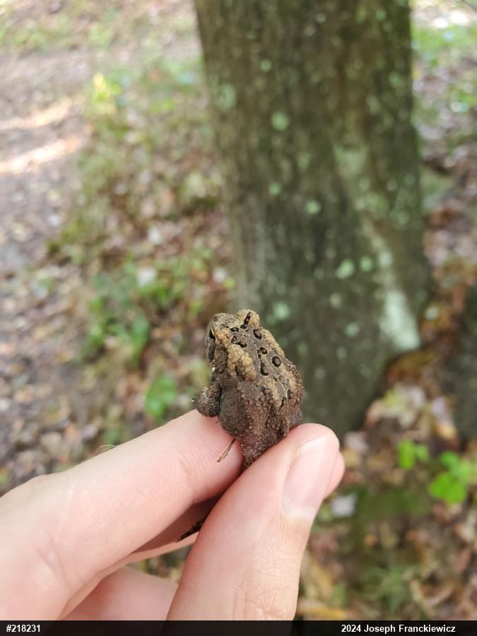 Eastern American Toad