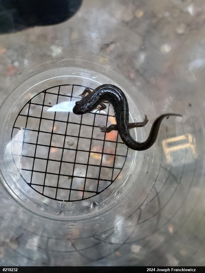 Northern Dusky Salamander