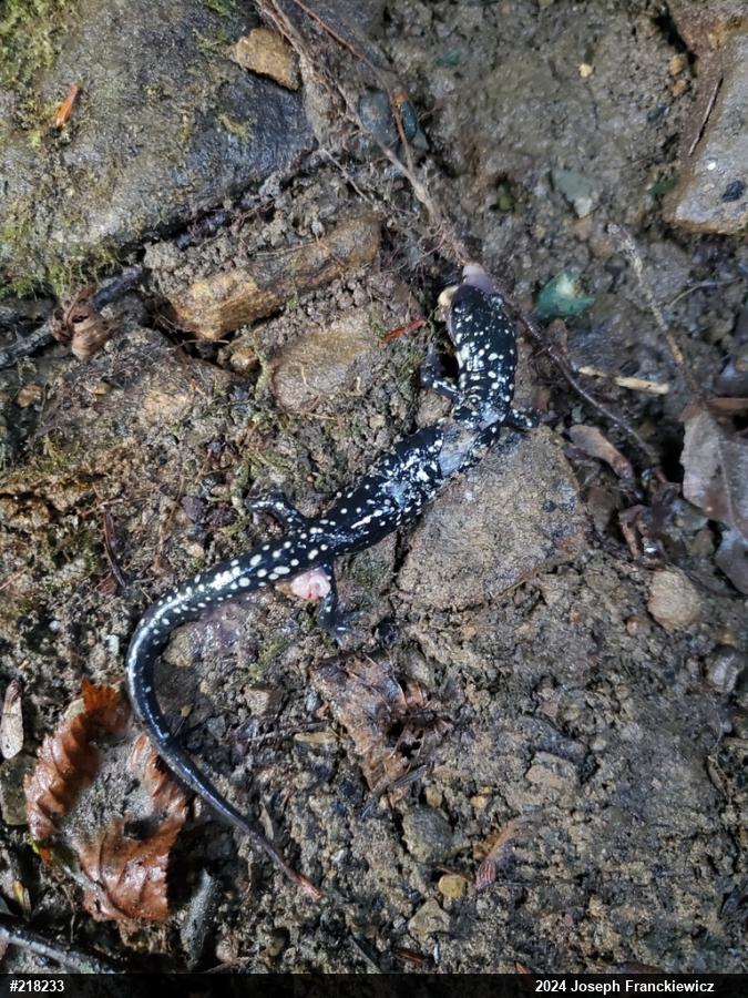 Northern Slimy Salamander