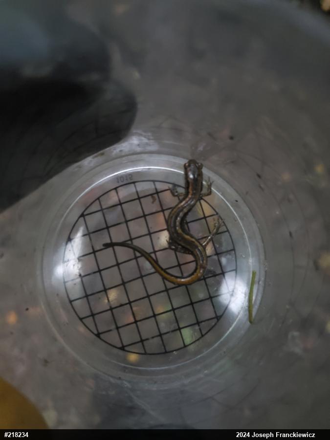 Northern Two-lined Salamander