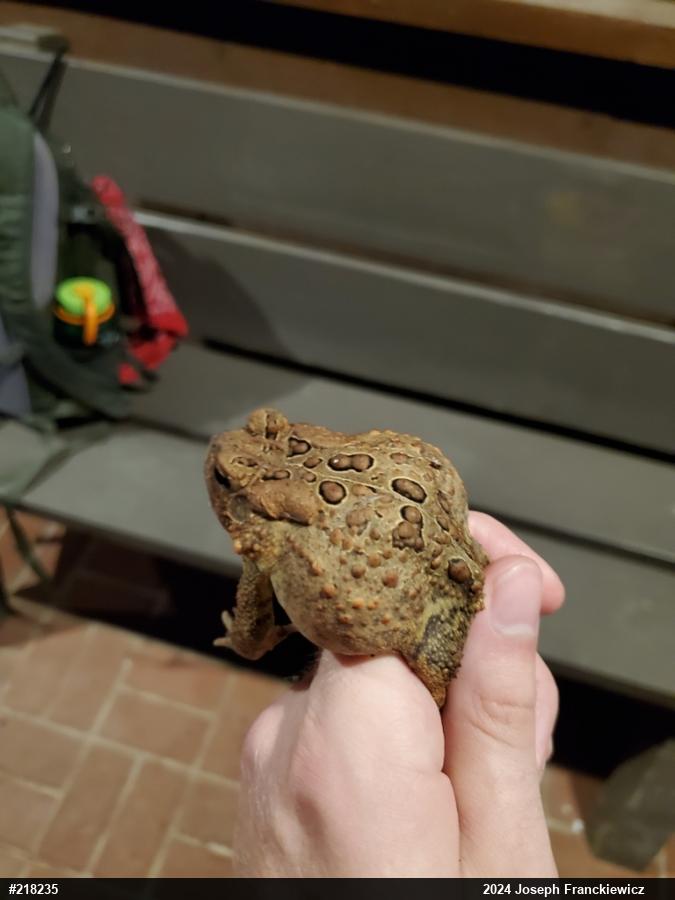Eastern American Toad