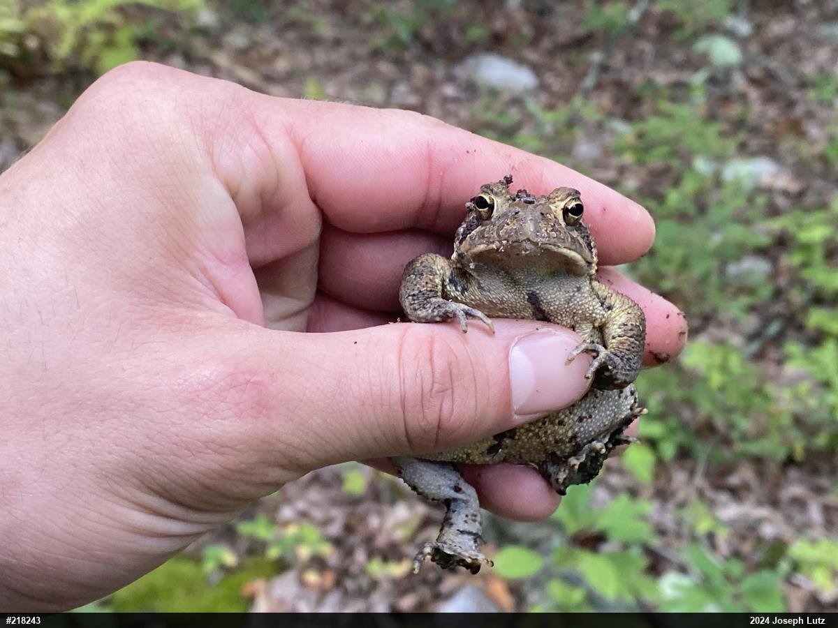 Eastern American Toad