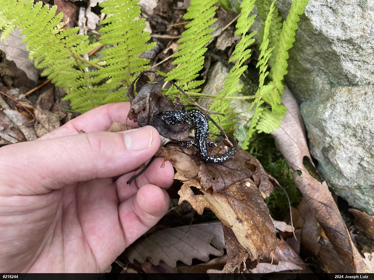 Northern Slimy Salamander