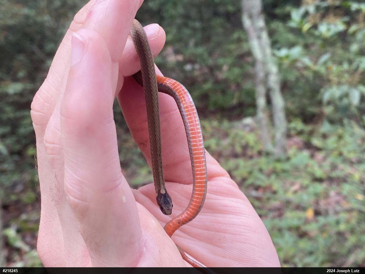 Red-bellied Snake