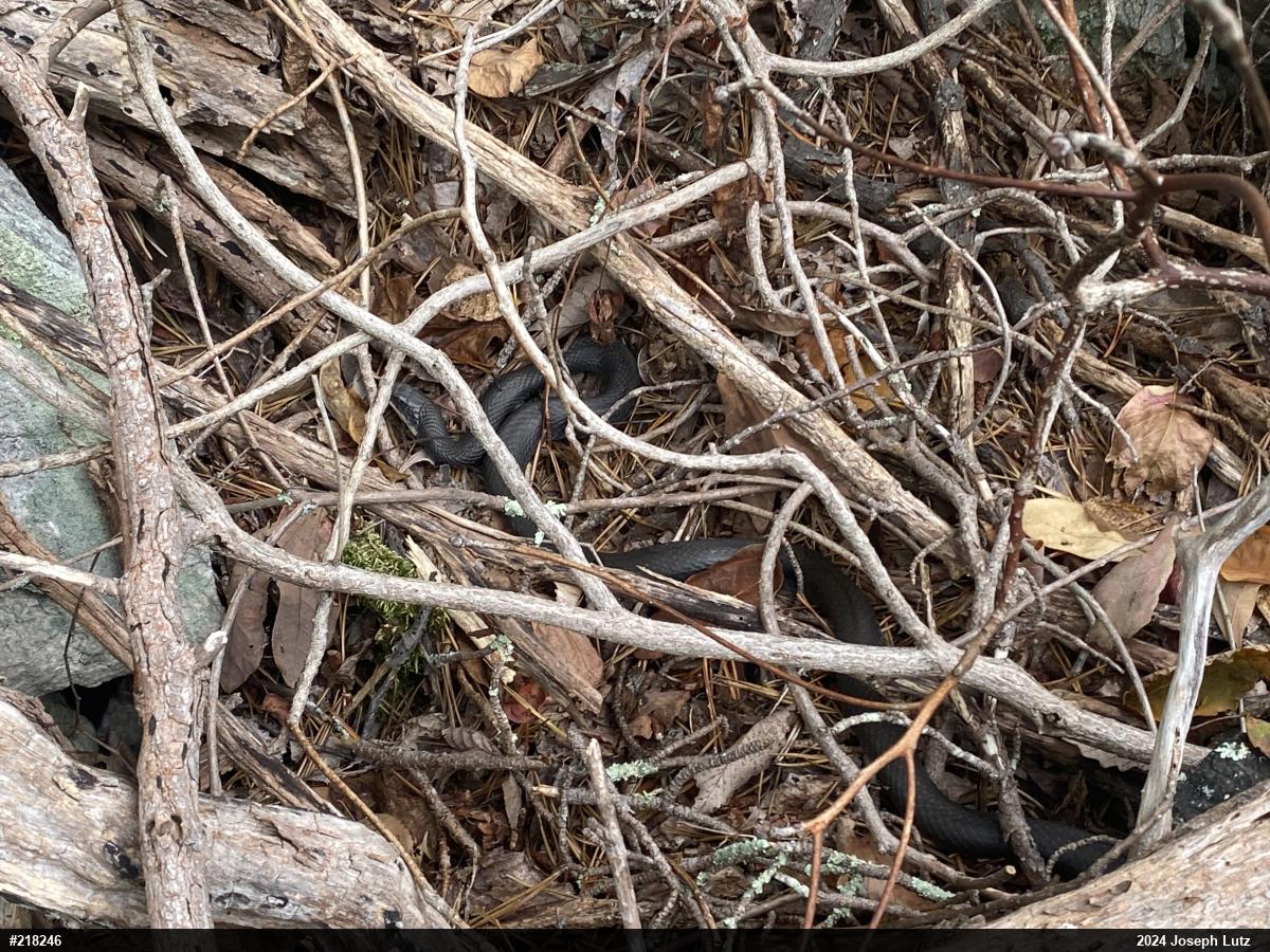 Northern Black Racer