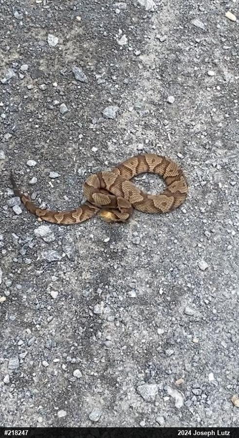 Northern Copperhead