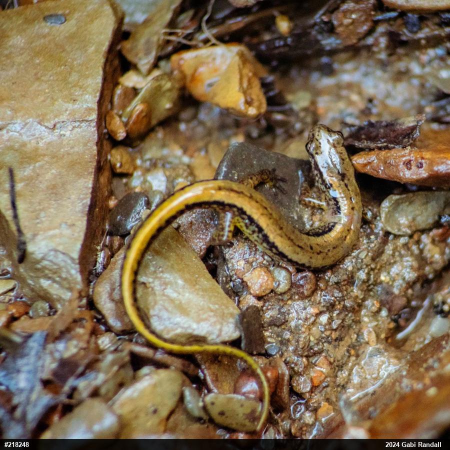 Northern Two-lined Salamander