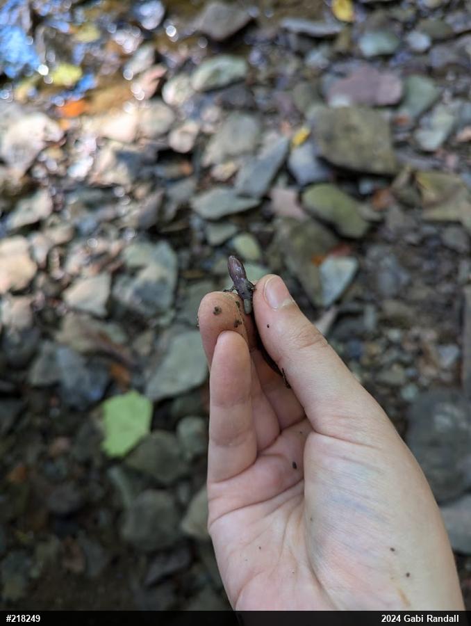 Northern Dusky Salamander