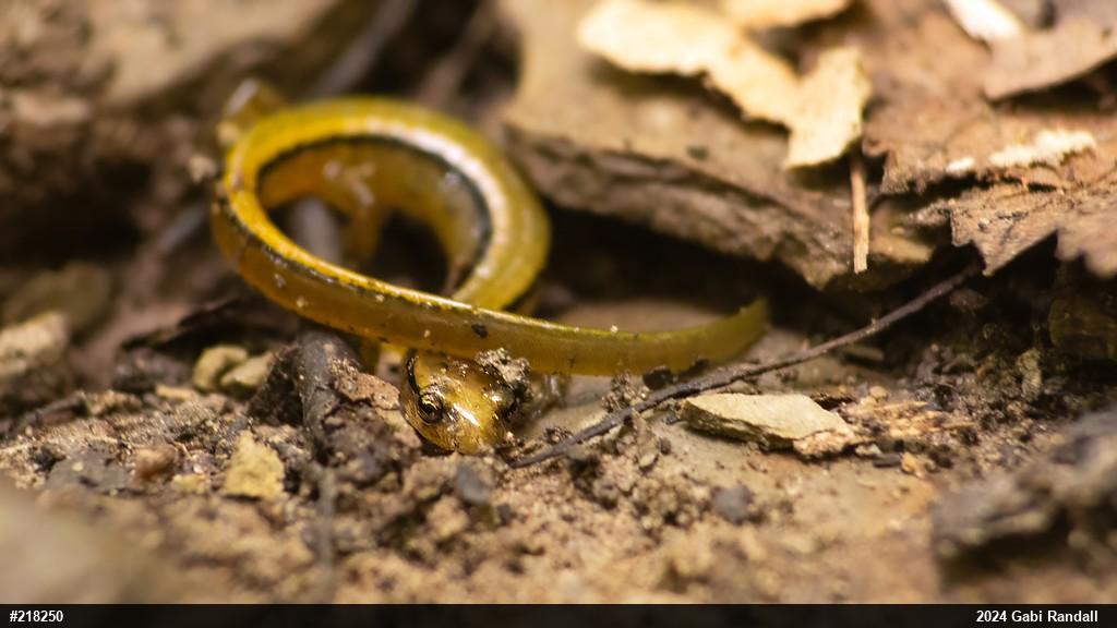 Northern Two-lined Salamander