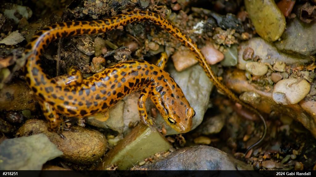 Eastern Long-tailed Salamander