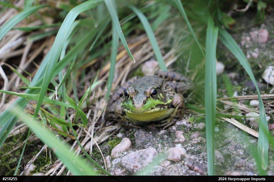 American Bullfrog