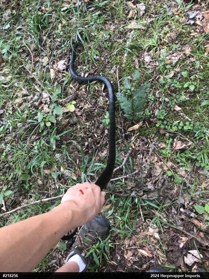 Eastern Ratsnake