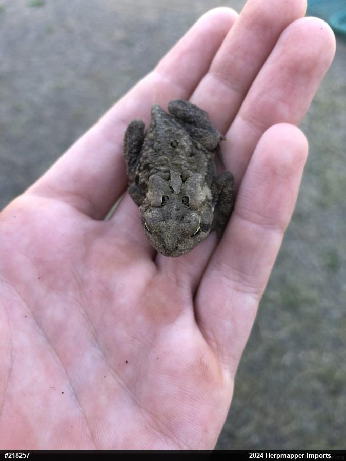 Eastern American Toad