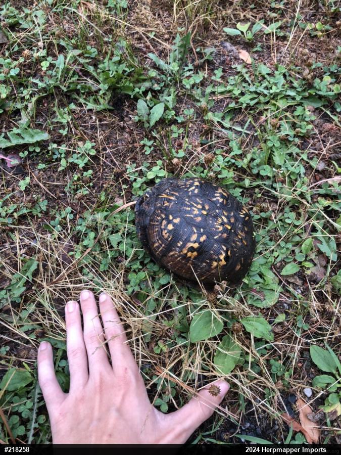 Eastern Box Turtle