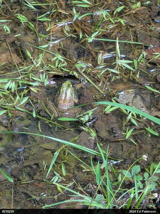 Green Frog