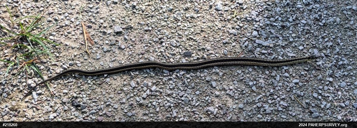 Eastern Gartersnake
