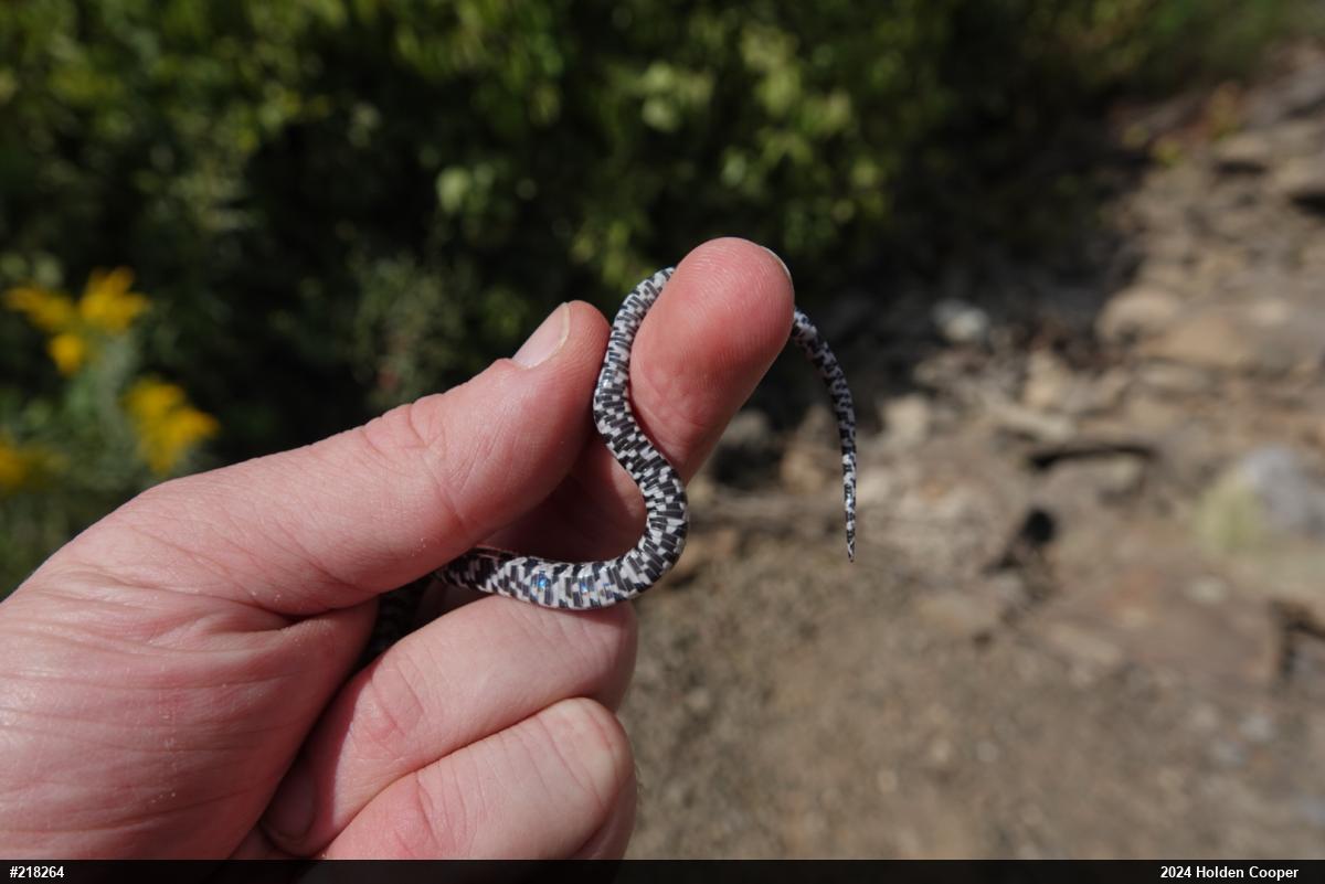 Eastern Milksnake