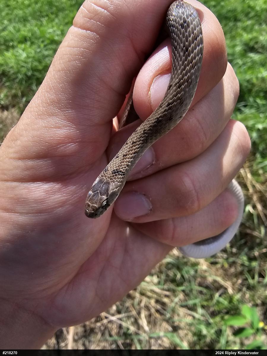 Dekay's Brownsnake