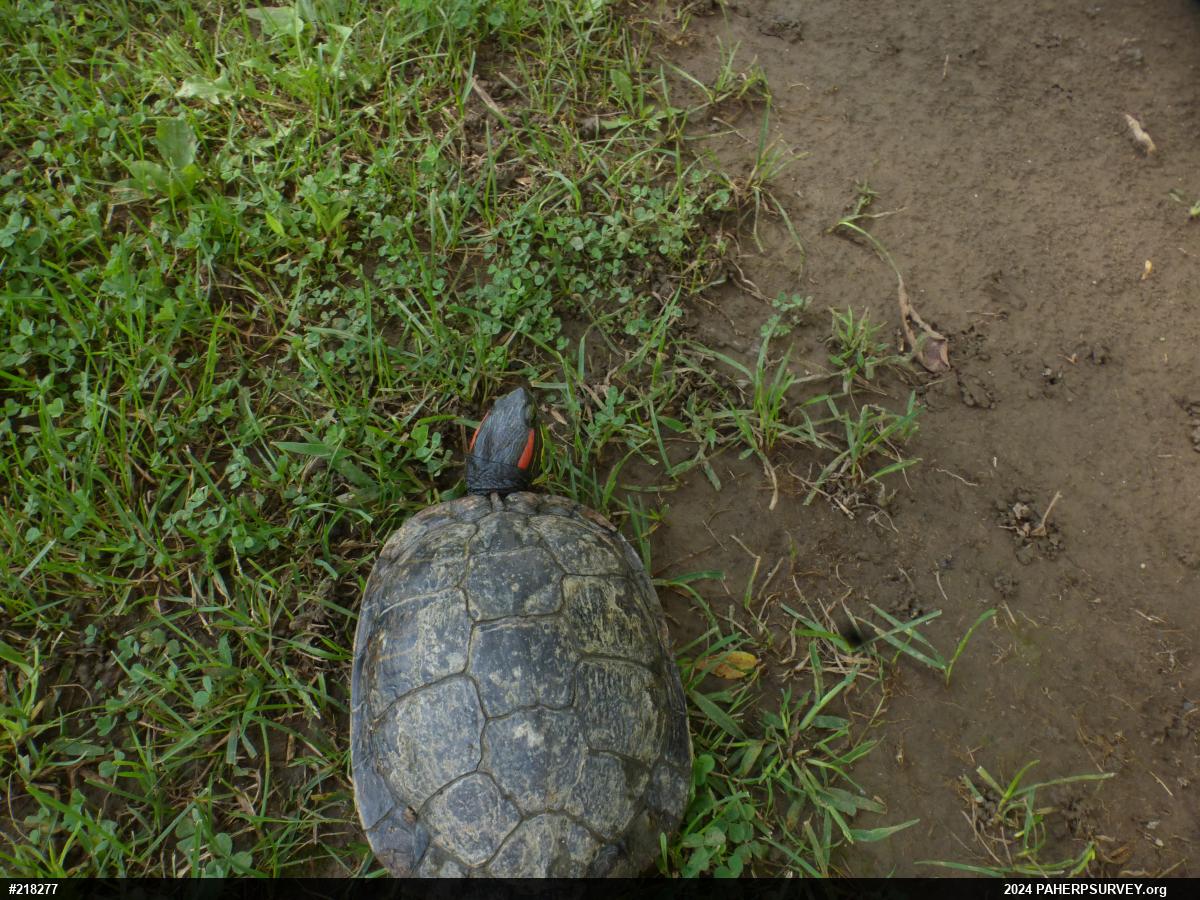 Red-eared Slider